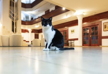 Solar Lajos, a szálloda cicája
